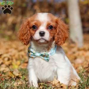 Hudson, Cavalier King Charles Spaniel Puppy